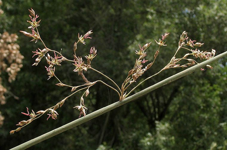 File:Juncus textilis.jpg