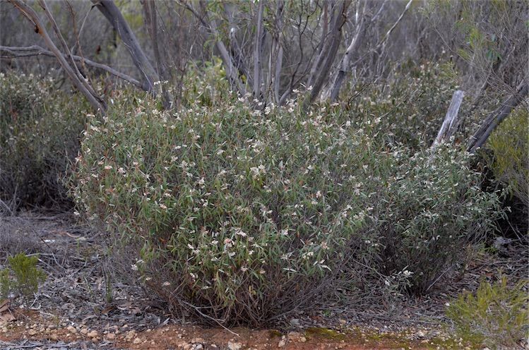 File:Lasiopetalum behrii habit.jpg