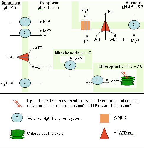 File:Magnesium in plant cell.png