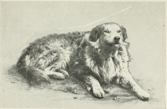 File:Meeker dog Jim.jpg