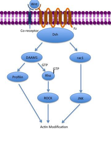 File:Noncanonical Wnt PCP Pathway.jpg