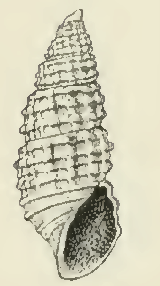 File:Odostomia heterocincta 001.png