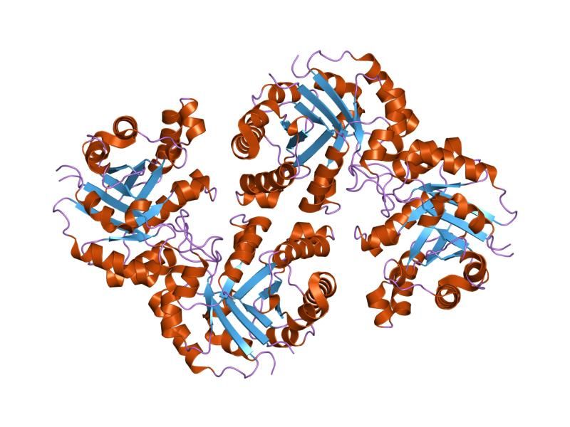 File:PDB 1r2s EBI.jpg