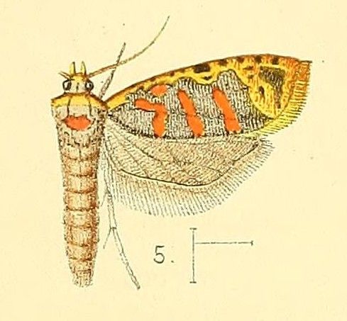 File:Pl.3-fig.05-Sanguinograptis albardana (Snellen, 1872) (Dichelia).jpg