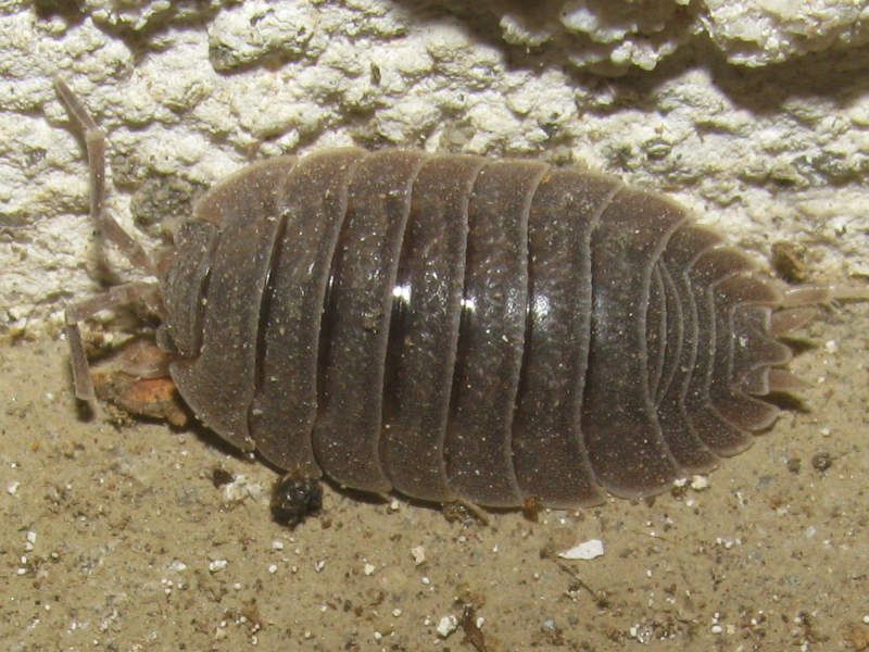 File:Porcellio dilatatus.jpg