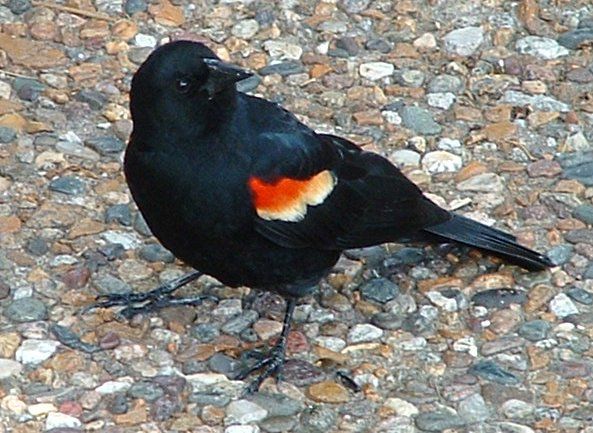 File:Red-winged blackbird.jpg