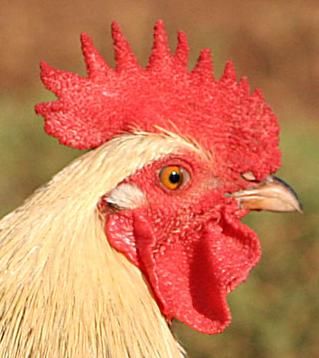 File:Rooster02 detail.jpg