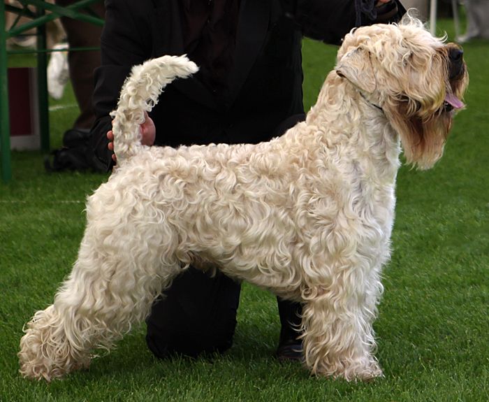 File:Soft-Coated Wheaten Terrier.jpg