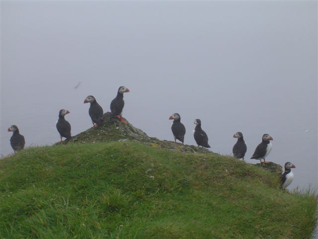 File:Stora dimun puffins colony.jpg