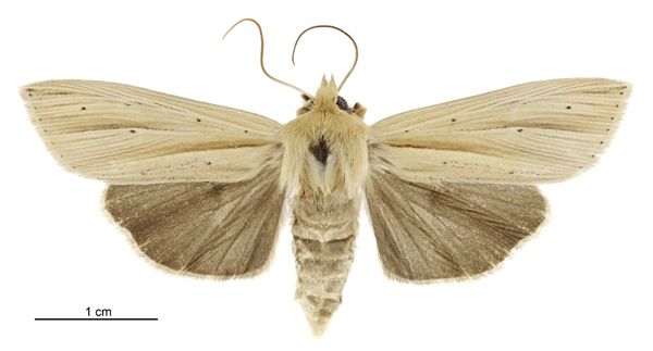 File:Tmetolophota sulcana female.jpg