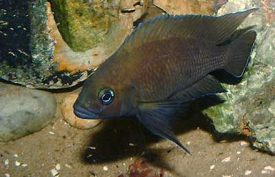 File:Variabilichromis moorii.jpg