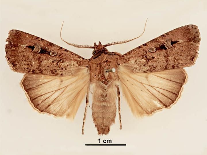 File:Agrotis infusa male dorsal.jpg