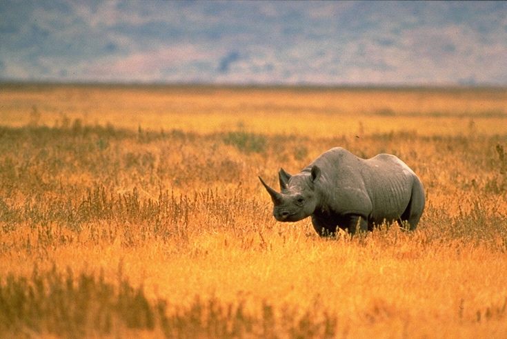 File:BlackRhino-USFWS.jpg