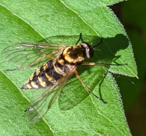 File:Chrysopilus ornatus 139280286.jpeg