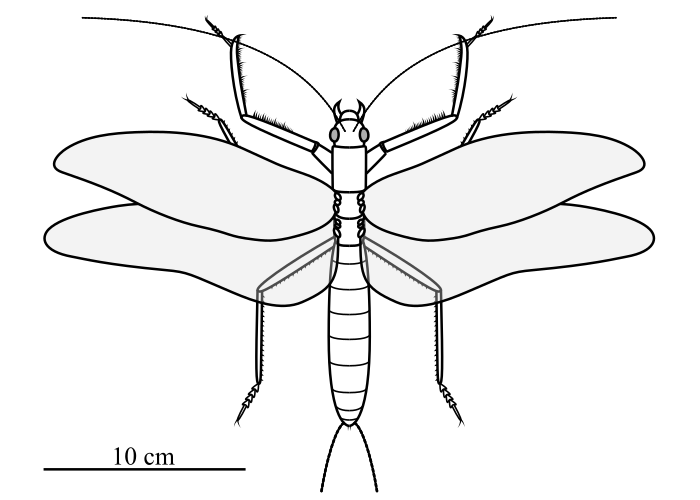 File:Clatrotitan diagrammatic.png