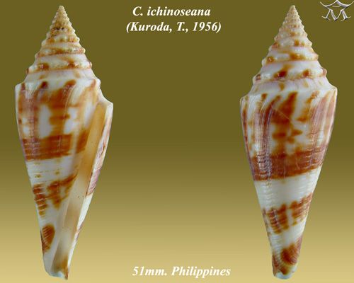 File:Conus ichinoseana 2.jpg