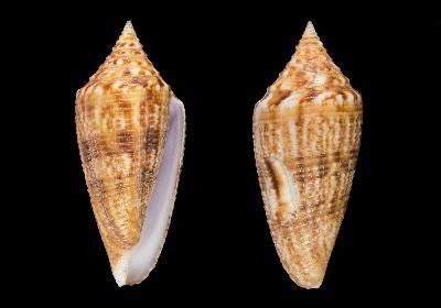 File:Conus indomaris 001.jpg