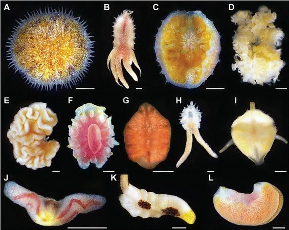 File:Diversity of Myzostomida.jpg