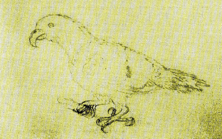 File:Eclectus infectus-MalaspinaExpedition1793-Yellow.png