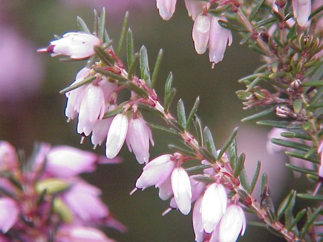 File:Erica herbacea0.jpg