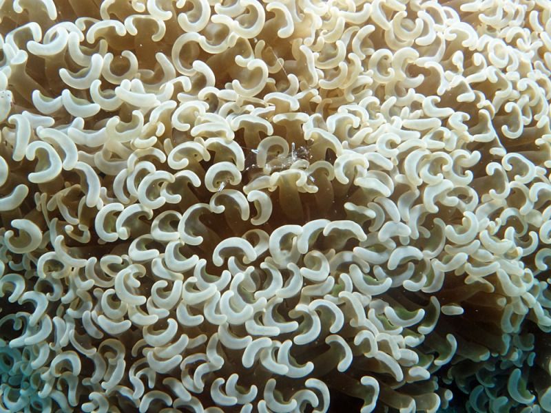 File:Euphyllia ancora, tentáculos ancla.jpg