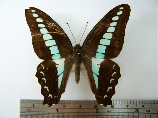 File:Graphium sarpedon connectens01.JPG