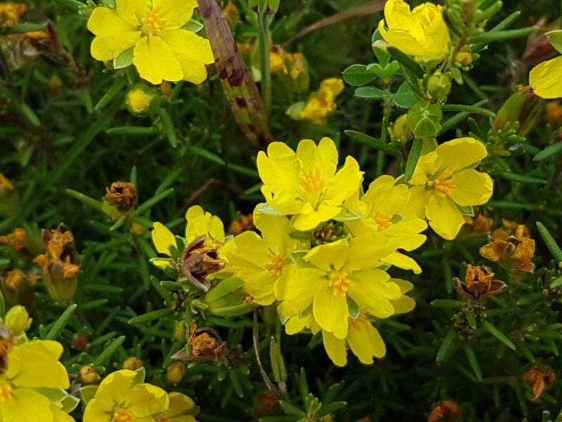 File:Hibbertia calycina.jpg