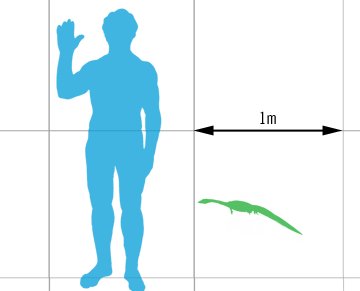 File:Hyphalosaurus scale mmartyniuk wiki.png