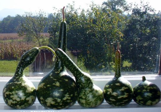 File:Lagenaria siceraria Swan Pumpkins green detail.jpg