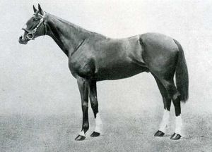 File:Neil Gow (horse).jpg