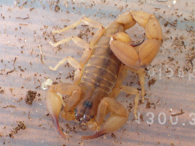 File:Odonturus dentatus.png