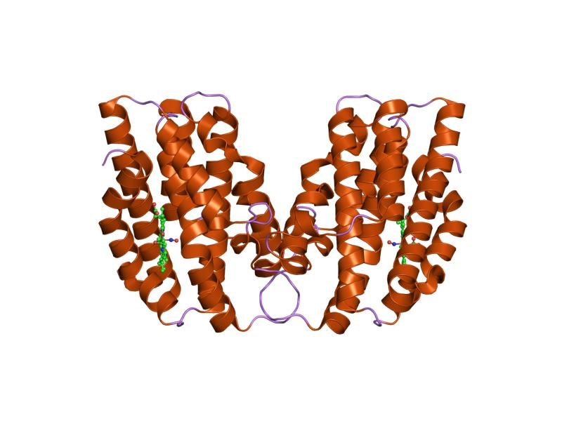 File:PDB 1ozl EBI.jpg