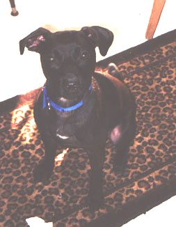 File:Patterdale Terrier sit.jpg