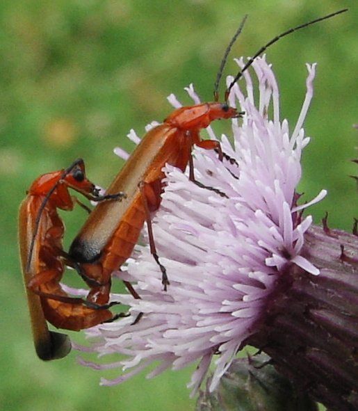 File:Rhagonycha.fulva.couple.2.jpg