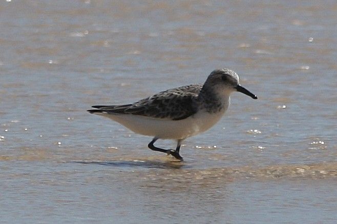 File:Sanderling.jpg