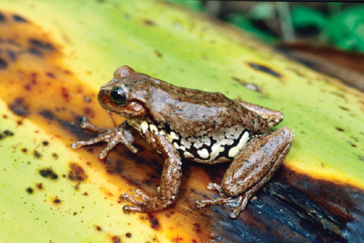 File:Sarcohyla hapsa.png