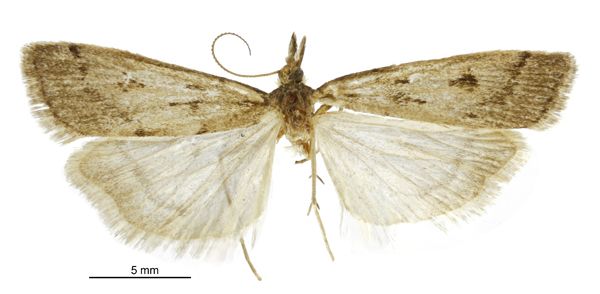 File:Scoparia s.l. fumata male.jpg