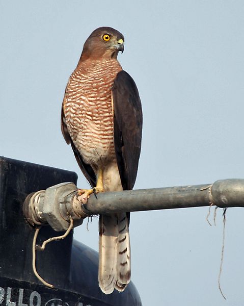 File:Shikra (Female) at Hodal I IMG 9156.jpg