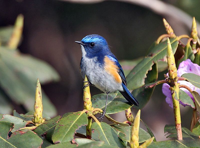 File:Tarsiger rufilatus (Male) I IMG 7295.jpg