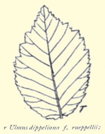 File:Ulmus dippeliana f. rueppellii.jpg