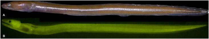 File:Adaptive-Evolution-of-Eel-Fluorescent-Proteins-from-Fatty-Acid-Binding-Proteins-Produces-Bright-pone.0140972.g002.jpg