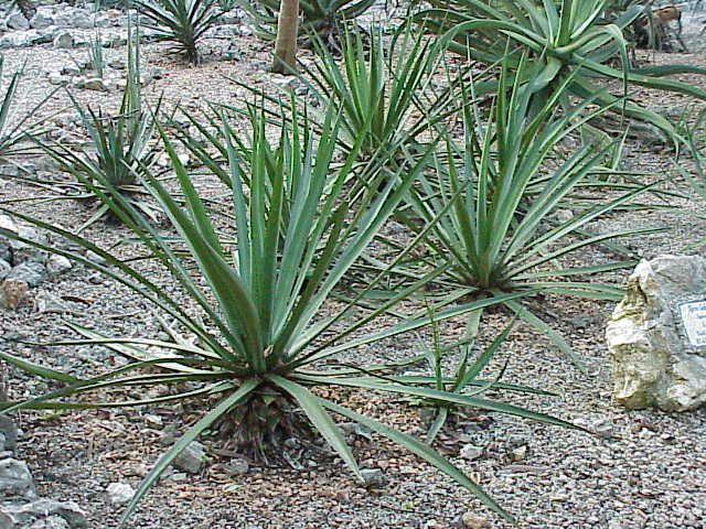 File:Agave lechuguilla0.jpg