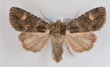 File:Aseptis binotata male.jpg