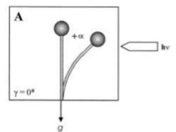 File:Bending angle in vertical sporangiophore.png