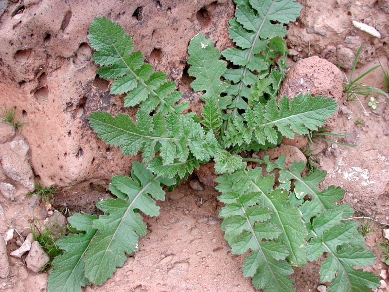 File:Brassica tournefortii.jpg