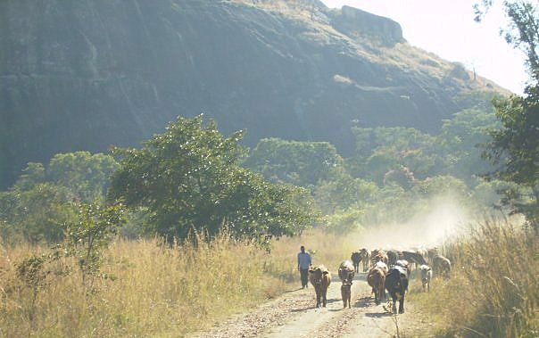 File:Cattle Manyuchi.jpg