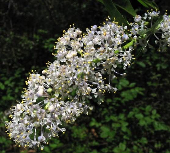 File:Ceanothus spinosus 01.jpg