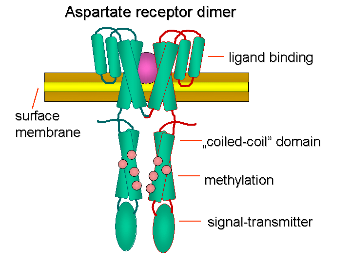 File:ChtxAspRec.png