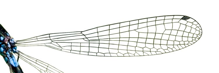 File:Coenagrionidae Wing(loz).jpg