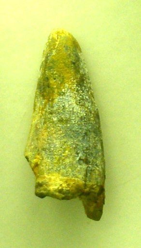 File:Dyrosaurus tooth.jpg